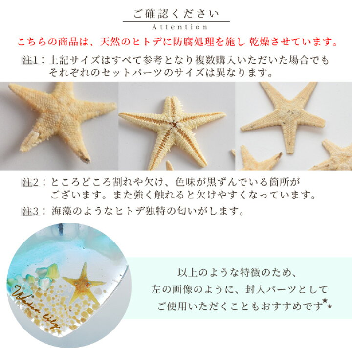 楽天市場】天然 リアル ヒトデ 10枚入 □ レジン アクセサリー 封入 
