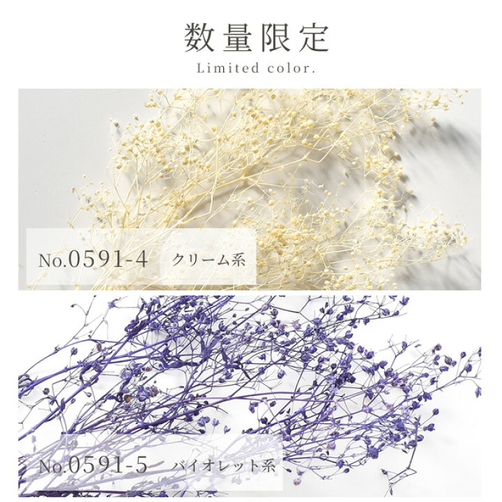 楽天市場】ドライフラワー かすみ草 全3色 □ カスミソウ 霞草 枝つき 