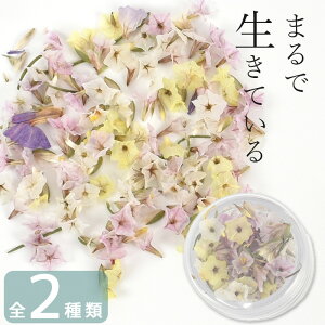 hCt[ Zbg S2  ԍ   P[Xt   ~bNX A\[g W f ޗ Y ANZT[ n[oE uvW Wt  p[c sAX C