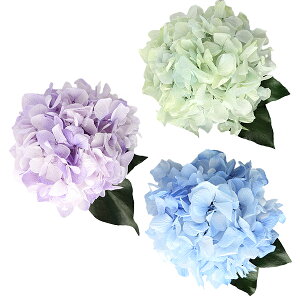 y3Zbgz vU[uht[ j t[Mtg LO z AWTC Ǌ| Mtg tF~jfR ԎG  ԃMtg j Vzj a