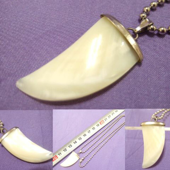 楽天市場】横浜最新 ホワイトシェル♪魅惑の牙ペンダント チェーン50cm 