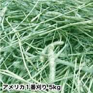 ウサギ 牧草 チモシー うさぎ 2025新刈り入荷 アメリカ産 チモシー 一番刈り シングルプレス 5kg モルモ…