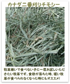 ウサギ 牧草 チモシー うさぎ 2025年産新刈り入荷 【定期購入】【送料無料　1kg1袋】 カナダ産チモシー 二番刈り 1kgウサギ エサ モルモット フード 兎　モルモット　牧草 格安 うさぎ 用品うさぎの牧草　楽天市場　牧草　楽天　市場　楽天　市場　牧草 TM