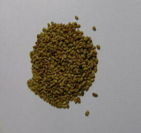 楽天市場 アルファルファ 牧草 種の通販