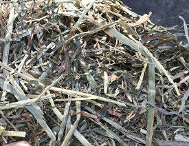 ウサギ 牧草 チモシー うさぎ 2025年産新刈り入荷 【定期購入】カナダ二番刈りチモシー　 3kg　うさぎモルモット チンチラ テグーウサギ エサ モルモット フード 兎　モルモット　牧草 格安 うさぎ 用品うさぎの牧草　楽天市場　牧草　楽天　市場　楽天　市場　牧草
