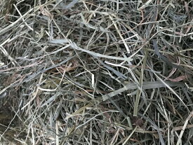 ウサギ 牧草 チモシー うさぎ 【メール便のみ送料無料】北海道二番刈りチモシー　50g うさぎ、モルモット、チンチラ、テグーに 　ウサギ エサ モルモット フード 兎　モルモット　牧草 格安 うさぎ 用品うさぎの牧草　楽天市場　牧草　楽天　市場　楽天　市場　牧草