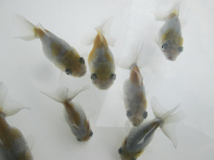 楽天市場 倉庫 生体 オランダショートテール 当歳魚 約4 5センチ 1匹 オランダ 金魚 琉金 きんぎょ 国産金魚 金魚小屋 希 福岡 ふれん豆 楽天市場店 楽天市場 倉庫 生体 オランダショートテール 当歳魚 約4 5センチ 1匹 オランダ 金魚 琉金 きんぎょ 国産金魚 金魚小屋 希 福岡 ふれん豆 楽天市場店