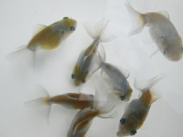 楽天市場 倉庫 生体 オランダショートテール 当歳魚 約4 5センチ 1匹 オランダ 金魚 琉金 きんぎょ 国産金魚 金魚小屋 希 福岡 ふれん豆 楽天市場店 楽天市場 倉庫 生体 オランダショートテール 当歳魚 約4 5センチ 1匹 オランダ 金魚 琉金 きんぎょ 国産金魚 金魚小屋 希 福岡 ふれん豆 楽天市場店