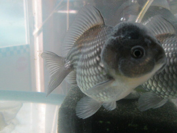 楽天市場 倉庫 生体 オランダショートテール 当歳魚 約4 5センチ 1匹 オランダ 金魚 琉金 きんぎょ 国産金魚 金魚小屋 希 福岡 ふれん豆 楽天市場店 楽天市場 倉庫 生体 オランダショートテール 当歳魚 約4 5センチ 1匹 オランダ 金魚 琉金 きんぎょ 国産金魚 金魚小屋 希 福岡 ふれん豆 楽天市場店