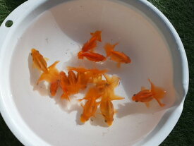 楽天市場 金魚 土佐 金の通販