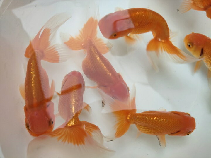 楽天市場】生体 深見産 秋錦 弐歳魚 約11センチ（1匹）らんちゅう/金魚 