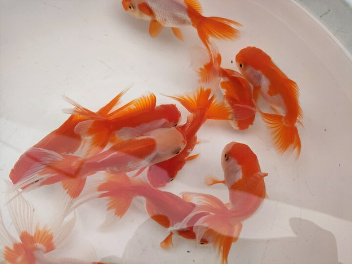 楽天市場】生体 飯田産 更紗オランダ獅子頭 弐歳魚 約10センチ（1匹 