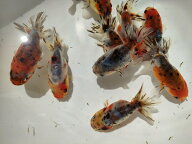 生体 加藤産江戸錦 約7センチ（1匹）ランチュウ/変わりらんちゅう/江戸錦/金魚/きんぎょ/国産金魚【金魚…