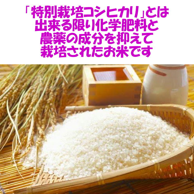 楽天市場】送料込み 令和５年 会津産 特別栽培 コシヒカリ 玄米 25kg