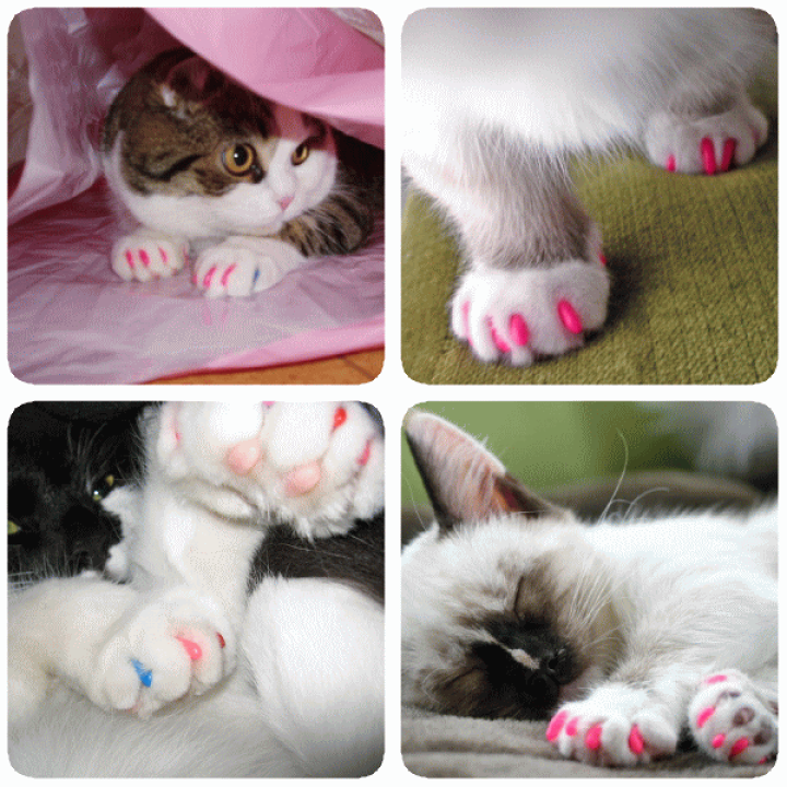 楽天市場 クーポン対象商品 猫用 ソフト ネイル キャップ ネイルカバー 個セット 専用接着剤 メール便送料無料 Nikkashop
