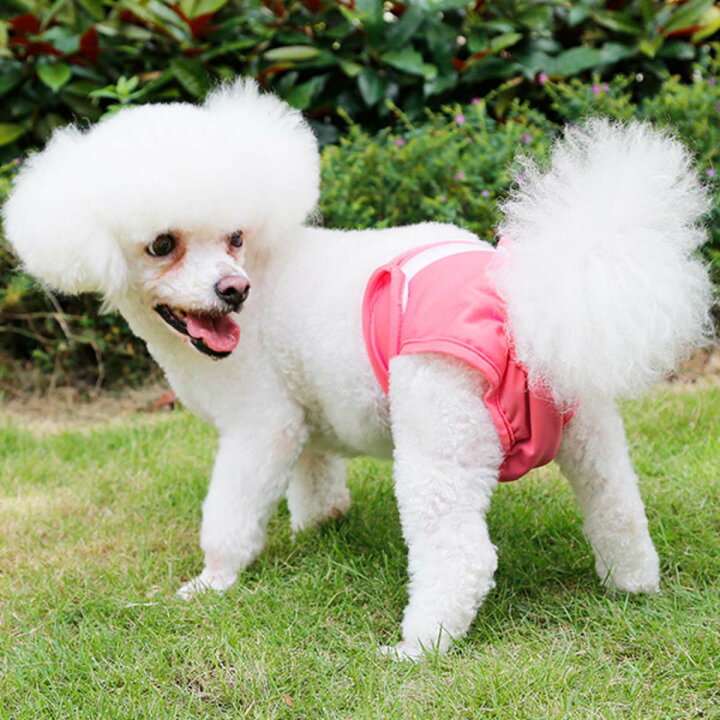 楽天市場】犬 サニタリーパンツ マナーパンツ 女の子 犬 おむつカバー 子犬 メス おむつ 生理パンツ 調整可能 発情期用 生理用 マーキング 尿もれ オシッコ対策 ずれない マナー ズレ防止 ドッグカフェ 室内 おでかけ ドライブメール便送料無料 : nikkashop 楽天市場】犬 サニタリーパンツ マナーパンツ 女の子 犬 おむつカバー 子犬 メス おむつ 生理パンツ 調整可能 発情期用 生理用 マーキング 尿もれ オシッコ対策 ずれない マナー ズレ防止 ドッグカフェ 室内 おでかけ ドライブメール便送料無料 : nikkashop
