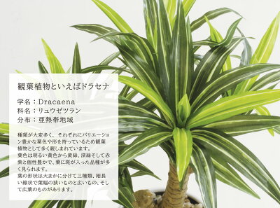 クリスマス