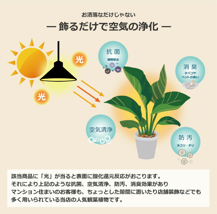 楽天市場】人工観葉植物 フェイクグリーン リアル 観葉植物 造花 