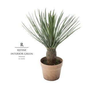 ユッカ 観葉植物の人気商品 通販 価格比較 価格 Com