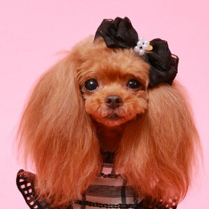 GODPIVA MKp[ob^ t  p wAANZT[  {  킢 o I[V[Y { ubN zCg ꕔJ[񂹁