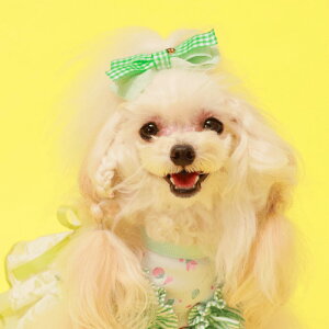 GODPIVA pXeMKob^ t  p wAANZT[  {  킢 o I[V[Y { GREEN YELLOW BLUE