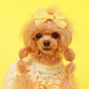 GODPIVA pXeMKob^ t  p wAANZT[  {  킢 o I[V[Y { GREEN YELLOW BLUE