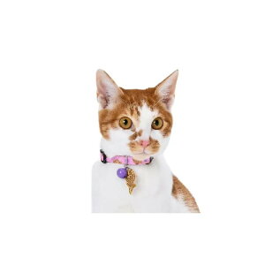 A[NX J-TAIYAKI J[ S / M S2F L  810202 Lp p Z[teB Z[teBobNt a Ă yCAT Amo.kz