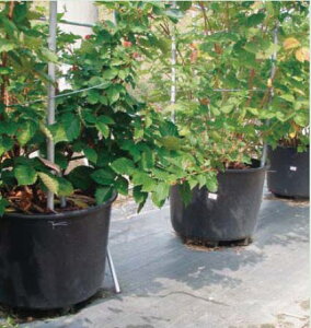 ylzszT|bg 120L 2