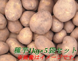 楽天市場 きたかむい ジャガイモの通販