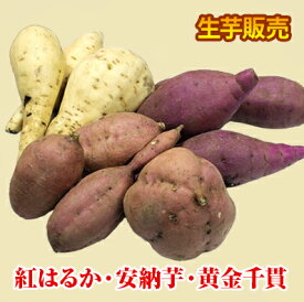 楽天市場 紅はるか 2kgの通販