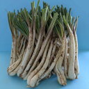 島らっきょう（約1kg)送料込み　沖縄・石垣島より直送！！