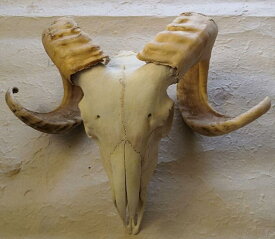羊頭骨 角　標本 オブジェ 絵のモチーフ　壁掛け　トロフィー　デッサンモチーフ　インテリア ヒツジ