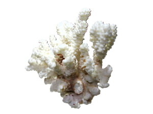 FTSIuWFA138x140x103mmA423g