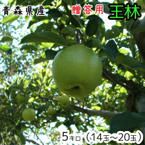 X񂲁p5L14`18 1130