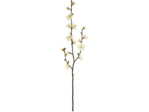  ~ #1 CREAM  FJ007088-001