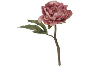 YDM/ A[gsIj[V[g [u YDMilfBXvC~[WAj FA -7033-MAV