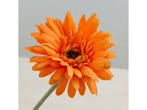 YDM/ VO K[x IW YDMilfBXvC~[WAj FF2635-OR