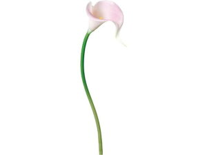 YDM/ J[[S x_[ YDMilfBXvC~[WAj FA6746-LAV