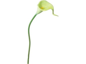 YDM/ J[[S O[ YDMilfBXvC~[WAj FA6746-GR