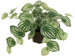  yy~A|bg GREEN  FG009016