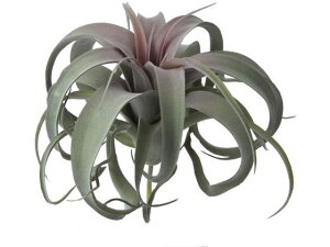 YDM/ J[[`WA bhO[ YDMilfBXvC~[WAj GL-5137-R/G