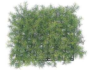 YDM/ O[[u}bg(poppy-GL3260) YDMilfBXvC~[WAj GL3260