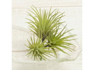 YDM/ ~j`WAsbN 3RC O[ YDMilfBXvC~[WAj FG4585-GR