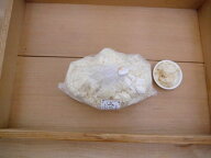 山形蔵 みりん粕（1kg）