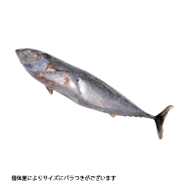 楽天市場】ソーダカツオの通販