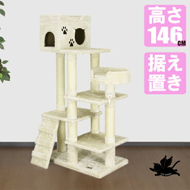 キャット年齢について