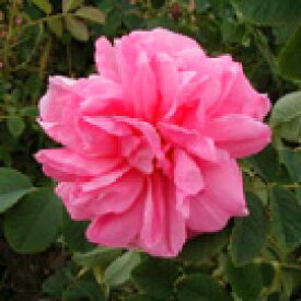 楽天市場 鹿屋バラ園 美容 コスメ 香水 の通販