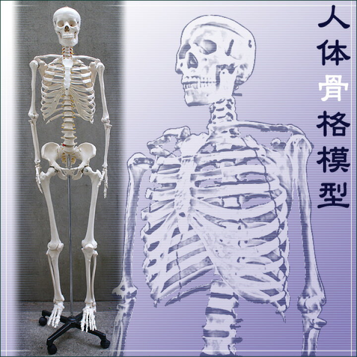 楽天市場】人体骨格模型【ヒューマンスカル】□等身大の骨格をリアルに 