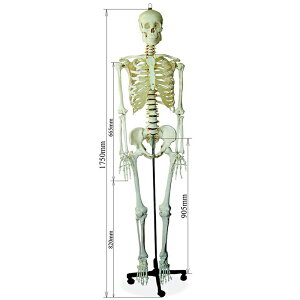 l̍i͌^yq[}XJzg̍iAɕ\175cm/Vi