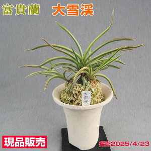 富貴蘭 大雪渓 だいせっけい 大小5本立ち程一点物 現品販売古典植物 名護蘭 苗 希少品種 多年草 山野草 着生ラン 着生蘭 古典園芸植物 ミニ盆栽 鉢植え 伝統園芸植物